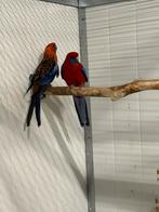 Koppel pennant rosellas, Dieren en Toebehoren, Vogels | Parkieten en Papegaaien, Meerdere dieren, Parkiet, Geringd