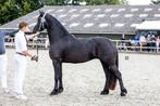 4 jarige veelzijdige friese merrie Tymen 503 x Mewes 438, Dieren en Toebehoren, Paarden, Merrie, B, Gechipt, Dressuurpaard