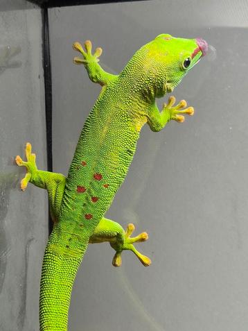 Phelsuma grandis man beschikbaar voor biedingen