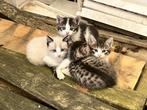 5 kittens te koop, 2.5 maanden oud, Poes, 0 tot 2 jaar