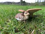 2 volwassen pauwhennen + kuikens, Dieren en Toebehoren, Pluimvee, Vrouwelijk, Overige soorten
