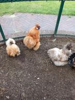 Zijdehoen trio., Dieren en Toebehoren, Pluimvee, Meerdere dieren, Kip