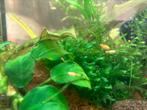 Baby Platy vissen in Mooi diep oranje 10 st voor 15,-, Vis