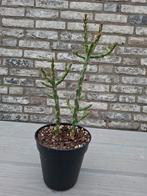 Cactus cylindropuntia winterhard, Tuin en Terras, Ophalen, Vaste plant, Overige soorten