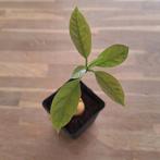 Avocado plant, Overige soorten, Minder dan 100 cm, In pot, Volle zon