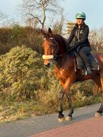 Mooie Draver merrie, Dieren en Toebehoren, Paarden, Merrie, Recreatiepaard, Ontwormd