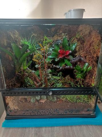 Exo Terra Terrarium 45x45x45cm  beschikbaar voor biedingen