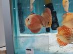 Red Cover Blue Rim Discus, Symphysodon Discus, Vis, Zoetwatervis