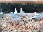 Diamantduiven bont en gewoon., Dieren en Toebehoren, Vogels | Overige Vogels, Meerdere dieren, Tam
