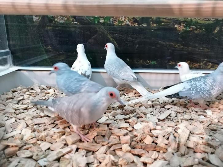 Diamantduiven bont en gewoon., Dieren en Toebehoren, Vogels | Overige Vogels, Meerdere dieren, Tam