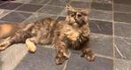 SUPER MOOIE  maine coon poly poesmet stamboom Russische lijn, Dieren en Toebehoren, Katten en Kittens | Raskatten | Langhaar, Poes