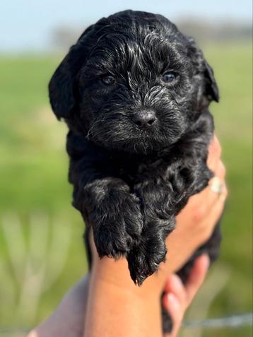 Geweldige maltipoo pups 🐶  beschikbaar voor biedingen