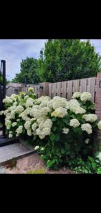 Mooie 'Strong Annabelle' wit te koop / 4 stuks, Tuin en Terras, Planten | Tuinplanten, Halfschaduw, Zomer, Vaste plant, Overige soorten