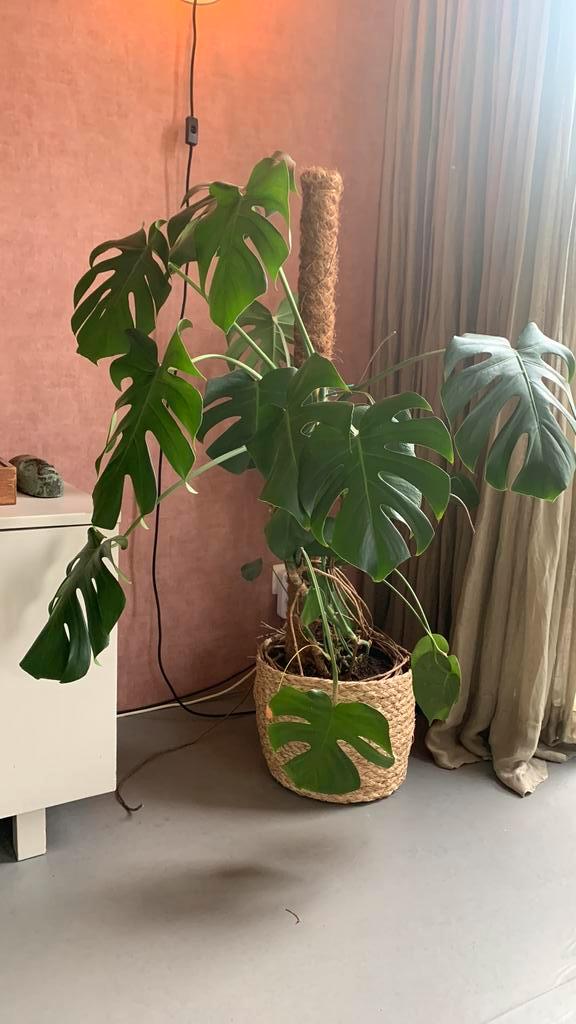 Grote monstera deliciosa (gaten) plant, Huis en Inrichting, Kamerplanten, Minder dan 100 cm, Halfschaduw, Ophalen of Verzenden
