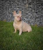 🥰 Prachtige blue fawn crème franse bulldog DEKREU Rico 🥰, Dieren en Toebehoren, Honden | Dekreuen, Particulier, Rabiës (hondsdolheid)