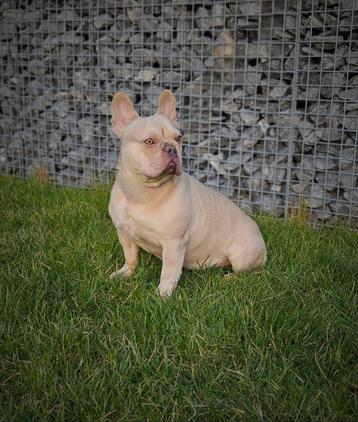 🥰 Prachtige blue fawn crème franse bulldog DEKREU Rico 🥰 beschikbaar voor biedingen