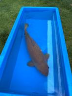 Chagoi Female 70 Centimeter, Karper of Koi