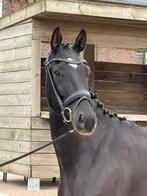 Kern gezonde, brave , fijn te rijden bijna 4 jr Next level !, Ruin, Dressuurpaard, 3 tot 6 jaar