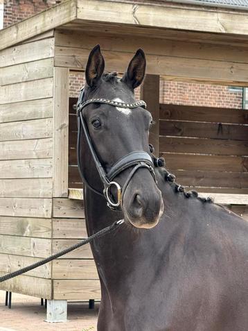 Kern gezonde, brave , fijn te rijden bijna 4 jr Next level ! beschikbaar voor biedingen