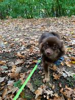 Chihuahua te koop, Dieren en Toebehoren, Ophalen