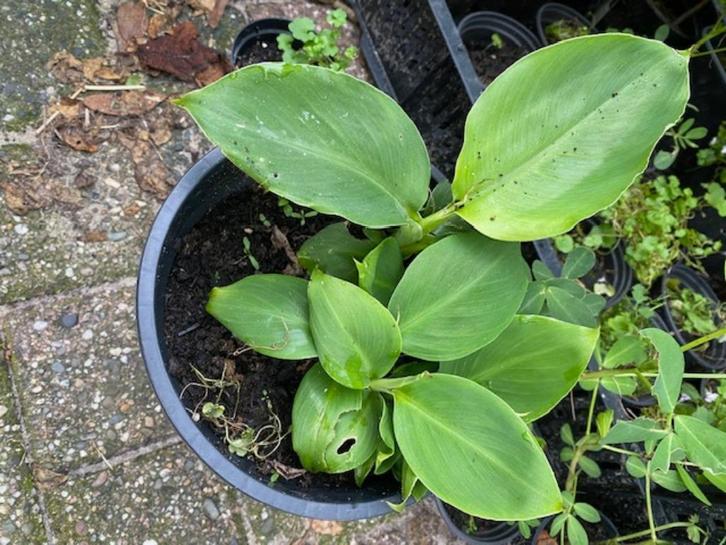 bananen plantjes stekjes, Huis en Inrichting, Kamerplanten, Minder dan 100 cm, Halfschaduw, Ophalen