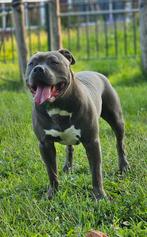 Engelse stafford dekreu, Dieren en Toebehoren, Reu, 1 tot 2 jaar, Eén hond, Nederland