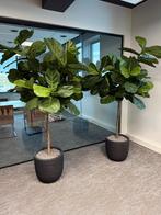 2 stuks kunstplanten  “Ficus”, ca. 200-250 cm hoog, Ophalen, Zo goed als nieuw