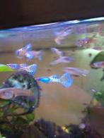 Blue lace guppen, Dieren en Toebehoren, Vis, Zoetwatervis, Schoolvis