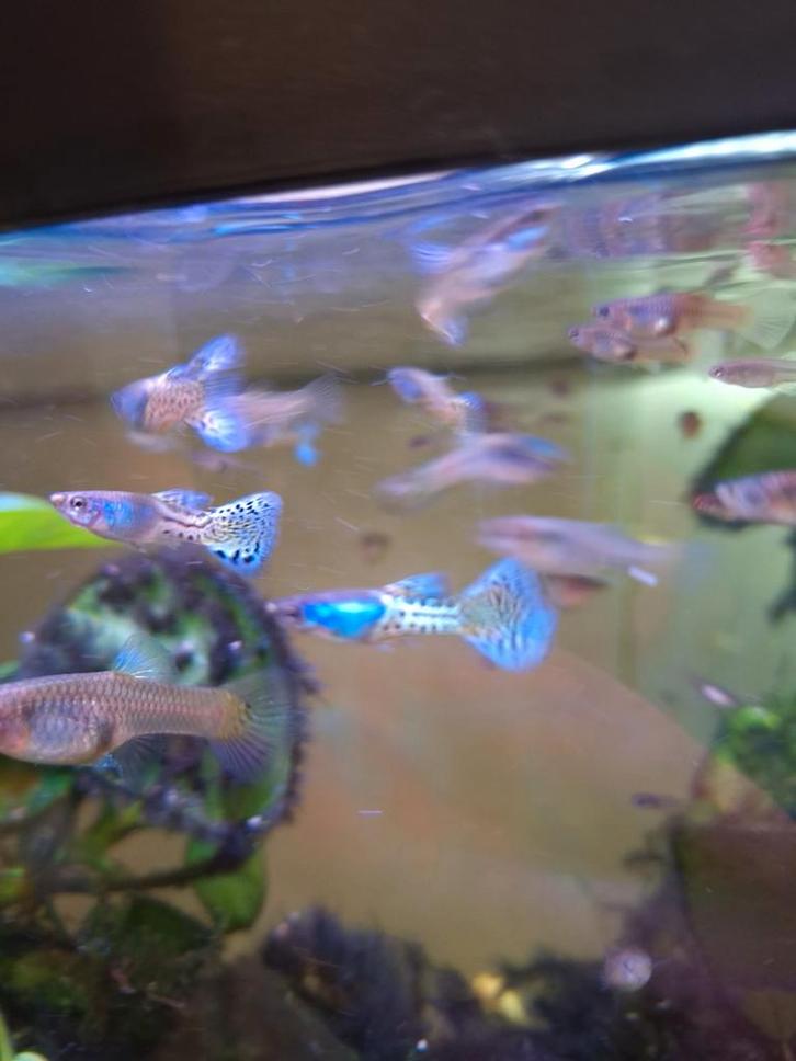 Blue lace guppen, Dieren en Toebehoren, Vissen | Aquariumvissen, Zoetwatervis, Vis, Schoolvis