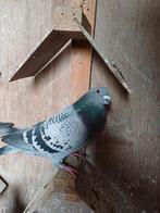 Kras doffer 2025, Mannelijk, Postduif