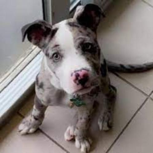 Gezocht: Amerikaanse Stafford, Pitbull of mix (liefst reu), Dieren en Toebehoren, Honden | Jack Russells en Terriërs, Reu, American Staffordshire Terriër