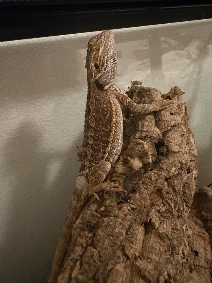 Baardegam met Terrarium, Dieren en Toebehoren, Reptielen en Amfibieën, 0 tot 2 jaar, Met terrarium