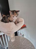Lieve kitten te koop, Dieren en Toebehoren, Poes, Ontwormd, 0 tot 2 jaar