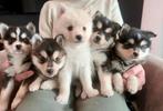 Lieve Pomsky x Keeshond pups, in huis opgegroeid, Parvo, Nederland, Overige rassen, 8 tot 15 weken