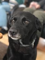 GRATIS  Wie wil voor Shep zorgen?, Dieren en Toebehoren, 6 jaar of ouder, Rabiës (hondsdolheid), Eén hond, Nederland