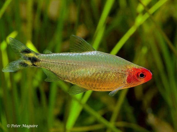Hemigrammus Bleheri - Roodneuszalm, Dieren en Toebehoren, Vissen | Aquariumvissen, Zoetwatervis, Vis, Schoolvis