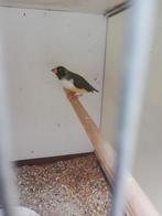 Gould Amadines, Dieren en Toebehoren, Vogels | Overige Vogels, Meerdere dieren, Geringd