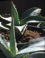 Bio blauw Agave Americana stekken planten diverse maten, Ophalen of Verzenden, Minder dan 100 cm, In pot, Cactus