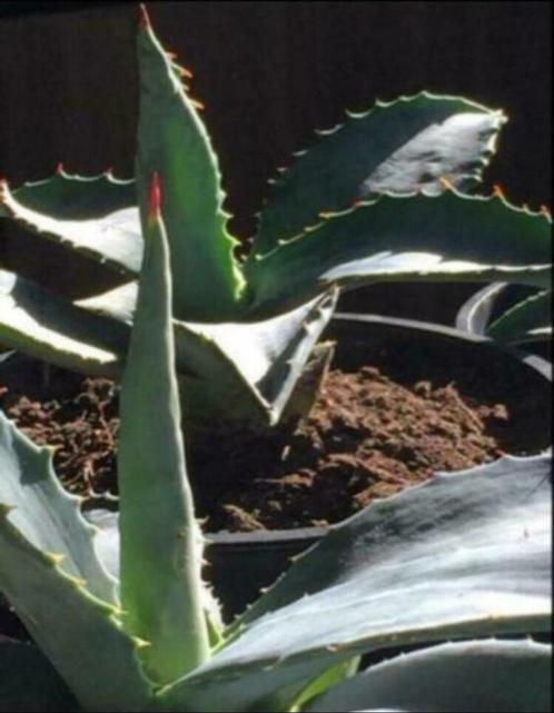 Bio blauw Agave Americana stekken planten diverse maten, Huis en Inrichting, Kamerplanten, Cactus, Minder dan 100 cm, Groene kamerplant