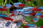 Aanbieding!!! Neon tetra middelmaat, 10 stuks voor € 7,50!!!, Dieren en Toebehoren, Vissen | Aquariumvissen, Vis, Zoetwatervis