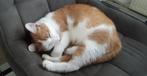 Lieve poes, Dieren en Toebehoren, Katten en Kittens | Overige Katten, Poes