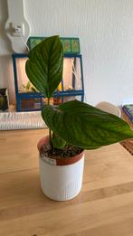 Monstera Pinnatipartita, Ophalen of Verzenden, Overige soorten, Minder dan 100 cm