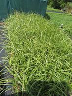 Carex morrowii ice dance. Bonte zegge, siergras. P9 planten, Vaste plant, Siergrassen, Ophalen of Verzenden, Halfschaduw