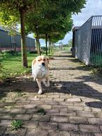Dekreu labradorgolden retriever blond (niet te koop), Rabiës (hondsdolheid), Reu, Eén hond, 3 tot 5 jaar