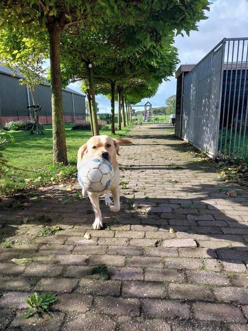 Dekreu labradorgolden retriever blond (niet te koop), Dieren en Toebehoren, Honden | Dekreuen, Reu, Particulier, Eén hond, Nederland