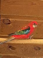 Koppel rood opaline, Dieren en Toebehoren, Vogels | Parkieten en Papegaaien, Meerdere dieren, Dwergpapegaai of Agapornis, Geringd