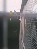 GRASKIETEN, Dieren en Toebehoren, Meerdere dieren, Parkiet