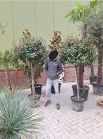 Elaeagnus ebbingei, olijfwilg, Ophalen, Zomer, Volle zon, 100 tot 250 cm