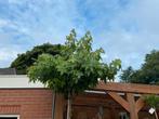Leibomen-Leilinde-Leilaurier-Dakplataan-Dakamberbomen, Tuin en Terras, Ophalen, Voorjaar, Volle zon, Zaad