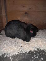 Dekram ter dekking, Dieren en Toebehoren, Konijnen, Mannelijk, Dwerg, Hangoor, 0 tot 2 jaar